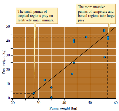 The data of Iriarte and colleagues (1990) suggest that prey size may favor a particular body size among pumas (see fig. 7.19). However, this variation in body size also correlates well with latitude; the larger pumas live at high latitudes. Consequently, this variation in body size has been interpreted as the result of selection for efficient temperature regulation. Homeothermic animals are often larger at high latitudes, a pattern called Bergmann's rule. Larger animals, with lower surface area relative to their mass, would be theoretically better at conserving heat. Smaller animals, with higher surface area relative to their mass, would be theoretically better at keeping cool. So what determines predator size? Is predator size determined by climate, predator prey interactions, or both? Design a study of the influence of the environment on the size of homeothermic predators.    Figure 7.19 The size of pumas and their prey changes with latitude (data from Iriarte et al. 1990).