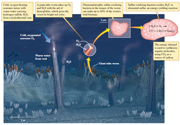 In general, what must be true of the chemical energy of the products of chemosynthesis compared to that of the reactants, for instance, the chemical energy of the product S 0 (elemental sulfur) versus that of the reactant H 2 S shown in figure 7.7?    Figure 7.7 Hydrogen sulfide as an energy source for chemoautotrophic bacteria in the deep sea.
