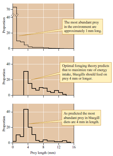 Do patterns of feeding by bluegills (see fig. 7.25) include any evidence that these consumers ignore certain potential prey?    Figure 7.25 Optimal foraging theory predicts composition of bluegill sunfish diets (data from Werner and Mittelbach 1981).