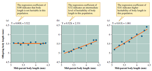 What are the evoluationary implications of the patterns shown in figure 1?    Figure 1 Regression analyses indicating degree of heritability of body length in three hypothetical populations of water lily leaf beetles.