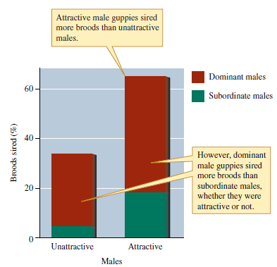 Examine figure 8.9. While most of the male guppies that successfully mated were dominant, a substantial proportion of attractive males that sired broods were subordinate. How might we interpret this reproductive success by attractive but subordinate males? What might these results indicate about the potential influence of female choice on mating success among male guppies?    Figure 8.9 Relative reproductive success by attractive versus unattractive and dominant versus subordinate male guppies (data from Kodric-Brown 1993).