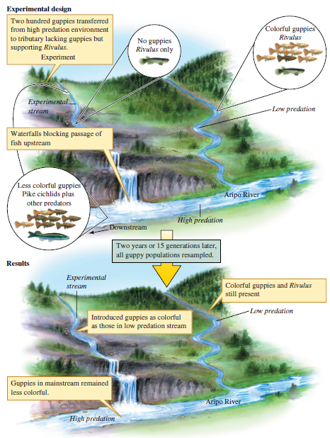 In Endler's field experiment (fig. 8.6), why did male colorfulness increase in the absence of effective predators and not just remain static?    Figure 8.6 Field experiment on effects of predation on male guppy coloration (information from Endler 1980).