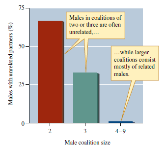 What are the evolutionary implications of the fact that larger coalitions of male lions consist almost entirely of close relatives (fig. 8.26)?    Figure 8.26 Relatedness and size of male coalitions among African lions (data from Packer et al. 1991).