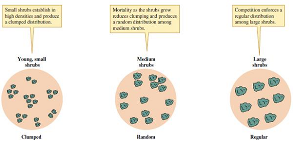 According to the results of Phillips and MacMahon, what is the approximate value of the ratio of variance in shrub density to mean shrub density (variance/mean) for young, medium-age, and older creosote bushes (see fig. 9.13)?    Figure 9.13 Change in creosote bush distributions with increasing shrub size.