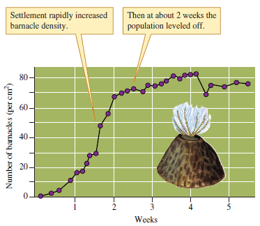 Interpret the pattern of population growth shown by figure 11.11 in terms of the information given in figure 11.14, and discuss the relationship between population size and r (realized per capita rate of increase).    Figure 11.11 Settlement by the barnacle Balanus balanoides in the intertidal zone (data from Connell 1961a).    Figure 11.14 The relationship between population size, N , and realized per capita rate of increase, r , in the logistic model of population growth.