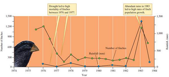 Why might medium ground finch population responses to short-term, episodic increases in rainfall (see fig. 11.17) differ from their responses to increases in rainfall lasting for years or decades?    Figure 11.17 Rainfall and the medium ground finch, Geospiza fortis, population of Daphne Major Island (data from Gibbs and Grant 1987).