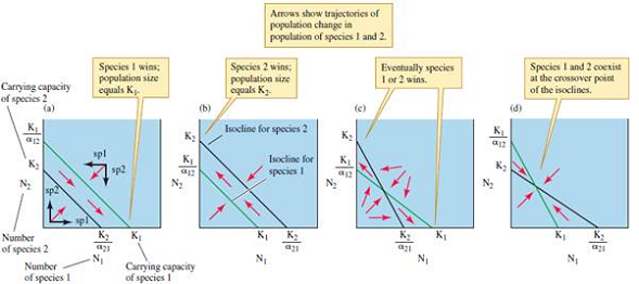 Draw the four possible ways in which Lotka's (1932a) isoclines of zero population growth (see fig. 13.14) can be oriented with respect to each other. Label the axes and the points where the isoclines intersect the horizontal and vertical axes. Explain how each situation represented by the graphs leads to either competitive exclusion of one species or the other or stable or unstable coexistence.