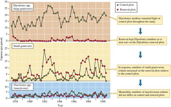 What does the increase in small granivore populations but lack of response by populations of insectivorous rodents suggest about the nature of competition between rodents in Brown's Arizona study area (see fig. 13.23)?  