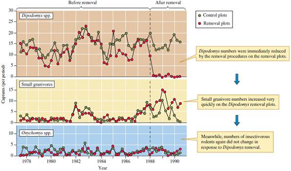 Why did Brown and colleagues repeat their large granivore experiment (see fig. 13.24)?
