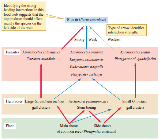 What was the primary way by which Tscharntke simplified the food web representing the interactions of blue tits and feeding on insects living on the wetland reed Phragmites australis (see fig. 17.5)?    Figure 17.5 Food web associated with Phragmites australis (data from Tscharntke 1992).