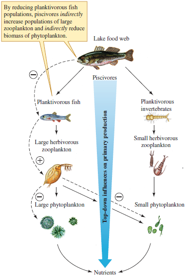Since increased phytoplankton biomass decreases water clarity in lakes, how should increased fishing pressure on the bass population in a lake ecosystem, such as that pictured in figure 18.11, affect lake clarity?    Figure 18.11 The trophic cascade hypothesis, a result of cascading indirect interactions.