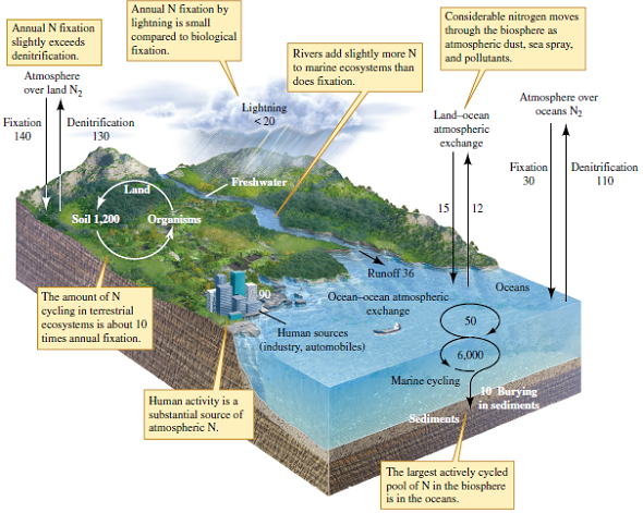 What are the relative fluxes of nitrogen through fixation and denitrification on land and in the oceans (see fig. 19.3)? Figure 19.3 The nitrogen cycle. Numbers represent storage or fluxes as 10 12 g N per year (data from Schlesinger 1991, after Söderlund and Rosswall 1982).  