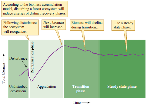 How are the biomass accumulation model of Bormann and Likens (see fig. 20.16) and Grimm's observations of changes in nitrogen retention during succession in Sycamore Creek similar? Figure 20.16 The biomass accumulation model of forest succession (data from Bormann and Likens 1981).  <div style=padding-top: 35px> 