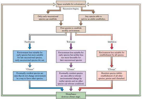 What is the role of disturbance in the Connell and Slatyer succession model (see fig. 20.20)? Figure 20.20 Alternative successional mechanisms (data from Connell and Slatyer 1977).  <div style=padding-top: 35px> 