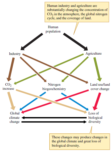 Ecologists predict that global diversity is threatened by land use change and by the reductions in habitat area and the fragmentation that accompany land use change. Vitousek (1994) suggested that land use change may be the greatest current threat to biological diversity (see fig. 23.3). What role do studies of diversity on islands and species area relationships on continents (see chapter 22) play in these predictions? Figure 23.3 Some causes and potential consequences of global environmental change (data from Vitousek 1994).
