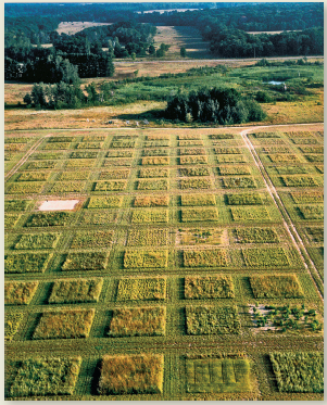 Uncertainty is a key idea in science. We can rarely have absolute proof in experimental results, because our conclusions rest on observations, but we only have a small sample of all possible observations. Because uncertainty is always present, it's useful to describe how much uncertainty you have, relative to what you know. It might seem ironic, but in science, knowing about uncertainty increases our confidence in our conclusions. The graph in this chapter's opening case study is reproduced at right. This graph shows change in biomass within small, square plots (see plots in figure) after a severe drought. Because more than 200 replicate (repeated test) plots were used, this study was able to give an estimate of uncertainty. This uncertainty is shown with error bars. In this graph, dots show means for groups of test plots; the error bars show the range in which that mean could have fallen, if there had been a slightly different set of test plots. Often we don't graph uncertainty measures because we want to communicate the overall trend in simplified form. (How often have you seen error bars in a graph in the newspaper ) But error estimates are important if you really want to give readers confidence in your story. Let's examine the error bars in this graph. To begin, as always, make sure you understand what the axes show. This graph is a relatively complex one, so be patient. How many of the blue error bars overlap the dotted line (no change in biomass) How many of the yellow error bars overlap the dotted line Are there any yellow bars entirely above the 0 line Where the error bars fall entirely below 1, we can be quite sure that, even if we had had a different set of plots, the afterdrought biomass would still have declined. Where the error bars include a value of 1, the averages are not significantly different from 1 (or no change). The conclusions of this study rest on the fact that the blue bars showed nearly-certain declines in biomass, while the yellow (higher-diversity) bars showed either no change or increases in biomass. Thus the whole paper boiled down to the question of which error bars crossed the dotted line! But the implications of the study are profound: they demonstrate a clear relationship between biodiversity and recovery from drought, at least for this study. One of the exciting things about scientific methods, and of statistics, is that they let us use simple, unambiguous tests to answer important questions. FIGURE Experimental grassland plots at Cedar Creek.