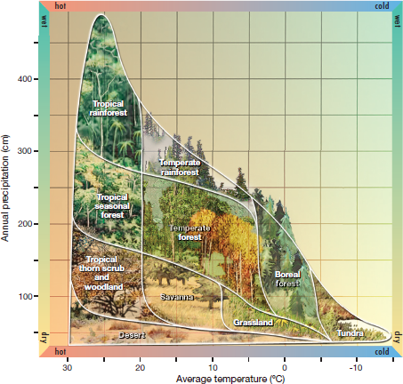 Find out the annual temperature and precipitation conditions where you live (fig.). Which biome type do you occupy FIGURE Biomes most likely to occur in the absence of human disturbance or other disruptions, according to average annual temperature and precipitation. Note : this diagram does not consider soil type, topogra phy, wind speed, or other important environmental factors. Still, it is a useful general guideline for biome location.