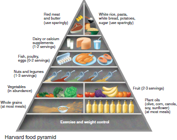 According to figure, what types of food should be most abundant in your diet  FIGURE  The Harvard food pyramid emphasizes fruits, vegetables, and whole grains as the basis of a healthy diet. Red meat, white rice, pasta, and potatoes should be used sparingly.   