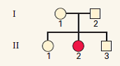 The pedigree illustrated here shows individual II-2 affected with a rare recessive trait. Let A and a represent the dominant and recessive alleles.  (a) What is the genotype of II-2 ?  (b) What are the genotypes of I-1 and I-2?  (c) What are the possible genotypes of II-1 and II-3?  (d) What is the probability that II-3 is a heterozygous carrier of the a allele?   