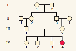 Assume that the trait in the accompanying pedigree results from simple Mendelian inheritance.  (a) Is the trait likely to be due to a dominant allele or a recessive allele? Explain.  (b) What is the meaning of the double horizontal line connecting III-1 with III-2?  (c) What is the biological relationship between III-1 and III-2?  (d) If the allele responsible for the condition is rare, what are the most likely genotypes of all of the persons in the pedigree in generations I, II, and III? (Use A and a for the dominant and recessive alleles, respectively.)    