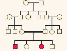 The trait represented by the filled symbols in the accompanying pedigree is a rare inherited trait with complete penetrance. What mode of inheritance does the pedigree suggest? Choose among autosomal dominant, autosomal recessive, X-linked, Y-linked, or mitochondrial.   