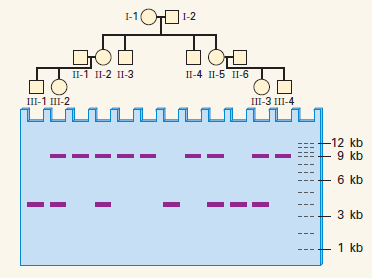 The accompanying pedigree and gel diagram show the molecular phenotypes obtained from genomic DNA samples. The bands are characteristic DNA fragments that distinguish two alleles of a single gene. What mode of inheritance does the pedigree suggest? On the basis of this hypothesis, and using A1 to represent the allele associated with the 4-kb band and A2 to represent the allele associated with the 9-kb band, deduce the genotype of each individual in the pedigree.