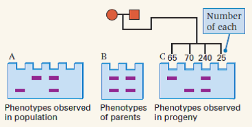 A human geneticist discovers the molecular variation in DNA sequence illustrated in the accompanying diagrams of electrophoresis gels. In the human population as a whole, she finds any of four phenotypes, shown in panel A. She believes that this may be a simple genetic polymorphism with three alleles, like the ABO blood groups. There are two alleles that yield DNA fragments of different sizes, fast (F) or slow (S) migration, and a null allele (O) in which the DNA fragment is deleted. The genotypes in panel A would therefore be, from left to right, FF or FO, SS or SO, FS, and OO. In the population as a whole, the putative OO genotype is extremely common, and the FS genotype is quite rare. To investigate this hypothesis further, the geneticist studies offspring of matings between parents who have the putative FS genotype (panel B). The types of progeny, and their numbers, are shown in panel C. (a) What result would be expected from the three-allele hypothesis? (b) Are the observed data consistent with this result? Why or why not? (c) Suggest a genetic hypothesis that can explain the data in panel C. (d) Are the data consistent with your hypothesis?