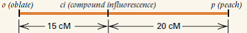 A portion of the linkage map of chromosome 2 in the tomato is illustrated here. The oblate phenotype is a flattened fruit, the peach phenotype is hairy fruit (like a peach), and compound influorescence means clustered flowers.     Among 1000 gametes produced by a plant of genotype o ci +/+ + p , what types of gametes would be expected, and what number would be expected of each? Assume that the chromosome interference across this region is 80 percent but that interference within each region is complete.