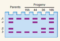 The accompanying gel diagram shows the positions of DNA bands associated with the A , a and B , b allele pairs for two linked genes. On the left are the phenotypes of the parents, and on the right are the phenotypes of the progeny and the number of each observed. Is the linkage phase of A and B in the doubly heterozygous parent coupling or repulsion? What is the frequency of recombination between these genes?   