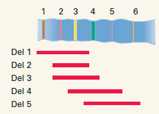 Six bands in a salivary gland chromosome of Drosophila are shown in the accompanying figure, along with the extent of five deletions (Del1-Del5).     Recessive alleles a , b , c , d , e , and f are known to be in the region, but their order is unknown. When the deletions are heterozygous with each allele, the following results are obtained:     In this table, the minus sign means that the deletion is missing the corresponding wildtype allele (that is, the deletion uncovers the  recessive allele), and the plus sign means that the corresponding wildtype allele is still present. Use these data to infer the position of each gene relative to the salivary gland chromosome bands.