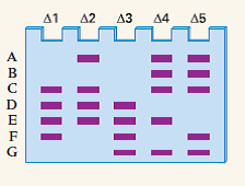 Shown in the accompanying gel are seven DNA fragments, designated A-G, present along the X chromosome of the laboratory rat Rattus norvegicus. Each fragment was amplified by means of the polymerase chain reaction (PCR), as described in Chapter 6, using a unique pair of primers. The seven fragments are present in close proximity to each other along the X chromosome. Five small deletions in the X chromosome, designated ? 1 -? 5 , present in different strains, delete at least one of the templates for amplification. The gel shows the amplification products obtained from genomic DNA from males carrying each of the five deletions. Deduce the linear order of the amplified fragments A2G present in the wildtype (undeleted) X chromosome.