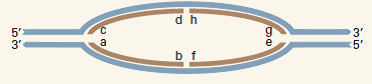 For the replication bubble illustrated here, indicate the leading strand and the lagging strand at each replication fork and identify the ends as 3' or 5'.