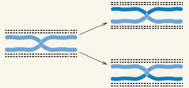 The first evidence for semiconservative replication of DNA in eukaryotic chromosomes made use of a synthetic analog of thymidine called bromodeoxyuridine (BUdR) in which the methyl group in thymine is replaced with an atom of bromine. When chromatids whose DNA contains BUdR are stained with certain fluorescent dyes, the chromatids with one strand labeled and one unlabeled fluoresce very brightly (light blue in the accompanying illustration), whereas those with both strands labeled fluoresce dully (dark blue). The illustration depicts the fluorescence patterns of chromosomes in mitotic metaphase after one and two rounds of DNA replication in the presence of BUdR, and the dotted lines represent the DNA strands in the DNA duplex present in each chromatid. Depict the BUdR labeling of each chromatid by (1) making the line solid if the strand is fully labeled with BUdR or (2) leaving it dashed if it is half labeled with BUdR.   