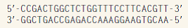 Part of the human gene for fibrillin 1 (a gene associated with Marfan syndrome) has the sequence shown below. If this molecule is transcribed into RNA in the direction from right to left , deduce the sequence of the RNA, along with its polarity (5' and 3' ends).