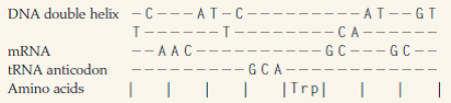 The table below shows matching regions of the DNA, mRNA, tRNA, and amino acids encoded in a particular gene. The mRNA is shown with its 5' end at the left, and the tRNA anticodon is shown with its 3' end at the left. The vertical lines define the reading frame. (a) Complete the nucleic acid sequences, assuming normal Watson-Crick pairing between each codon and anticodon. (b) Is the DNA strand that is transcribed the top strand or the bottom strand? (c) Translate the mRNA in all three reading frames. (d) Specify the nucleic acid strand(s) whose sequence could be used as a probe in a Southern blot hybridization, in which the hybridization is carried out against genomic DNA. (e) Specify the nucleic acid strand(s) whose sequence could be used as a probe in a Northern blot hybridization, in which the hybridization is carried out against mRNA.