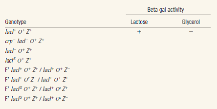 For each E. coli genotype below, indicate whether high levels of beta-galactosidase (LacZ) activity will be produced when grown in lactose or glycerol. crp represents the gene for cyclic AMP receptor protein. Assume all other alleles are wildtype.