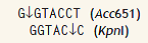 The restriction enzymes Acc 651 and Kpn I have the restriction sites     where the 5' end is written at the left and the arrow indicates the position of the cleavage. Are the sticky ends produced by these restriction enzymes compatible? Explain.