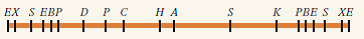 A mutant allele is found to express the wildtype gene product but at only about 20 percent of the wildtype level. The mutation is traced to an intron whose size has increased by 3.1 kb because of the presence of a DNA fragment with the restriction map shown here. The symbols A, B, C, D, E, H, K, P, S, and X represent cleavage sites for the restriction enzymes Alu I, Bam HI, Cla I, Dde I, Eco RI, Hind III, Kpn I, Pst I, Sac I, and Xho II, respectively. Does the restriction map of the insertion give any clues to what it is?