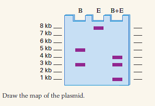A circular plasmid of 8 kb is digested with Eco RI (E) and/or Bam HI (B), and the digests are run on an agarose gel and stained. The results are shown below; molecular size standards are shown.     10.13 The Hessian fly Mayetiola destructor has among the smallest genomes in insects, with a haploid genome size of about 88 Mb. If this genome is digested with NotI (an eightbase cutter), approximately how many DNA fragments would be produced? Assume equal and random frequencies of the four nucleotides. 10.14 A circular plasmid of 8 kb is digested with Eco RI (E) and/or Bam HI (B), and the digests are run on an agarose gel and stained. The results are shown below; molecular size standards are shown.   