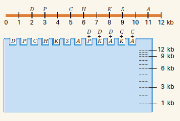 Shown here is a restriction map of a 12-kb linear plasmid isolated from cells of Borrelia burgdorferi , a spirochete bacterium transmitted by the bite of Ixodes ticks that causes Lyme disease. The symbols D, P, C, H, K, S, and A represent cleavage sites for the restriction enzymes Dde I, Pst I, Cla I, Hind III, Kpn I, Sac I, and Alu I, respectively. In the accompanying gel diagram, show the positions at which bands would be found after digestion of the plasmid with the indicated restriction enzyme or enzymes.   