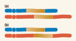 The accompanying diagrams show two nonhomologous chromosomes, each containing a copy of a transposable element (shaded), that can be oriented either (a) in the same direction or (b) in opposite directions with respect to the centromere. For clarity, the length of the transposable element is greatly exaggerated relative to the length of the chromosome. (In reality, the average transposable element in Drosophila is about 0.01 percent of the length of a chromosome.) Draw diagrams illustrating the consequences of ectopic recombination between the transposable elements.