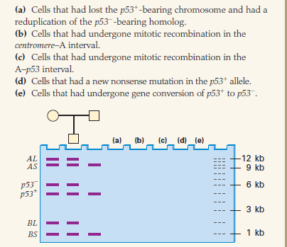 The accompanying gel diagram shows the pattern of bands observed in a Southern blot for three linked RFLPs in and flanking the p53 gene in a family in which Li-Fraumeni syndrome is found. Shown are an affected mother, an unaffected father, and one affected son. The bands AL and AS are for one RFLP (with alleles AL and AS ), and the bands BL and BS are for another RFLP (with alleles BL and BS ). The in the son. If DNA from tumor cells in the son were assayed for these RFLPs, what pattern of bands would be expected from each of the following cells?