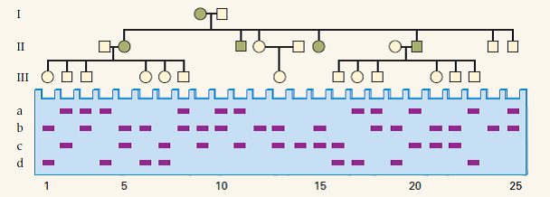 The accompanying pedigree includes individuals affected with adenomatous polyposis, and the diagram of the gel shows a restriction fragment from a number of alleles of APC , mutant forms of which are associated with this cancer. Four sizes of restriction fragments (a through d) are observed. Individuals in generations I and II are old enough to have developed the cancer if they carry a mutant APC allele, but the individuals in generation III are all too young to have developed the disease. Identify the high-risk individuals in generation III and those who are not at risk. (Note that a mutant allele and a nonmutant allele can yield the same size restriction fragment.)