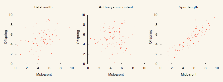 You are studying sprint speed in lizards. You raise two generations of lizards in the laboratory, measuring speed on a track at age 1 year in both parents and offspring. The resulting data consist of 10 pairs of midparent-offspring values. The midparent speed is the average of the parental speeds. (c) From the scatterplot, would you guess that the trait of sprint speed has high or low heritability in these lizards?