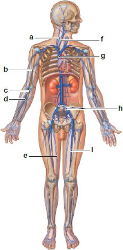 Identify the major veins in the following diagram.   a) __________ b) __________ c) __________ d) __________ e) __________ f) __________ g) __________ h) __________ i) __________<div style=padding-top: 35px> 