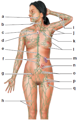 Identify the structures of the lymphatic system in the following diagram. a) __________ b) __________ c) __________ d) __________ e) __________ f) __________ g) __________ h) __________ i) __________ j) __________ k) __________ l) __________ m) __________ n) __________ o) __________ p) __________ q) __________