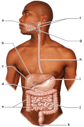 Label the digestive system structures in the following figure. a) __________ b) __________ c) __________ d) __________ e) __________ f) __________ g) __________ h) __________ i) __________ j) __________ k) __________