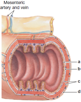 Label the four layers of the digestive tract in the following figure. a) __________ b) __________ c) __________ d) __________