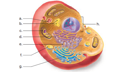 Label the indicated structures in this diagram:
