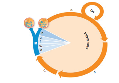 For question match the items to those in the key. Answers can be used more than once or not at all. Key: A) G 1 phase of interphase B) G 2 phase of interphase C) S phase of interphase Label the phases of the cell cycle on the following diagram. Include anaphase, cytokinesis, G 1 phase, G 2 phase, metaphase, prophase, S phase, and telophase.